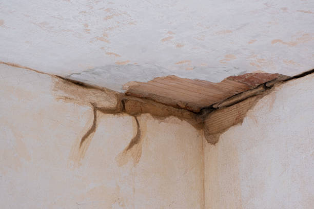 Best Professional water damage repair  in Rantoul, IL